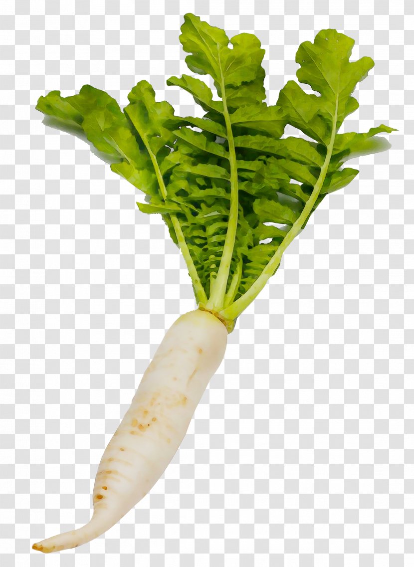 Chard Garden Radish Daikon Vegetable Turnip - Rapini Transparent PNG