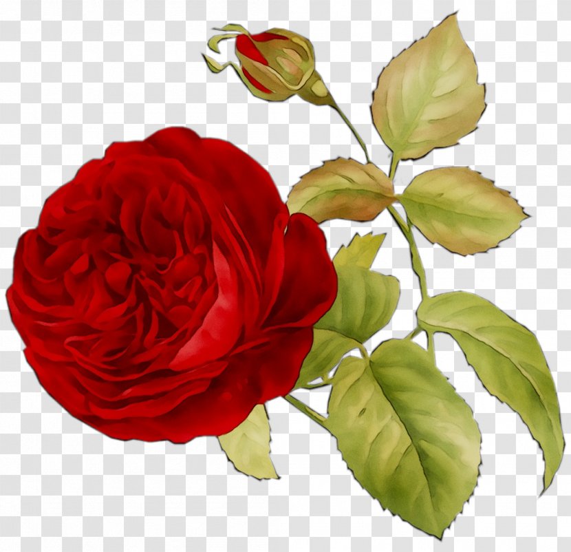 Garden Roses Cabbage Rose Floribunda Floristry Cut Flowers - Rosa Wichuraiana Transparent PNG