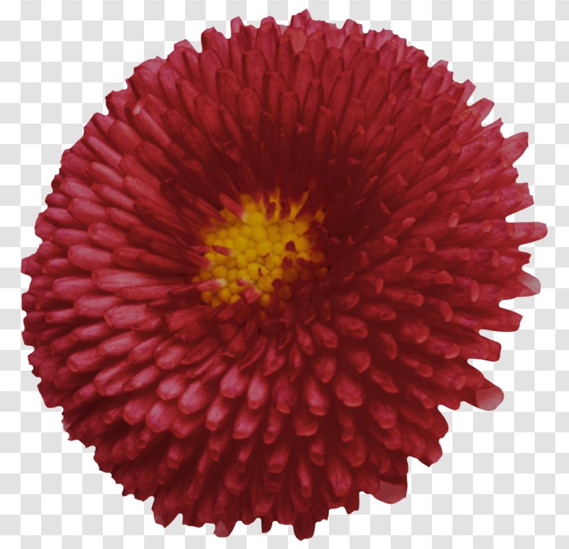 Chrysanthemum Transvaal Daisy Cut Flowers Russia - Aster - For Transparent PNG