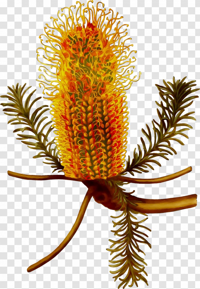 Banksia Plants Fantastic Beasts And Where To Find Them Plant Stem Travel - Proteales - Australia Transparent PNG