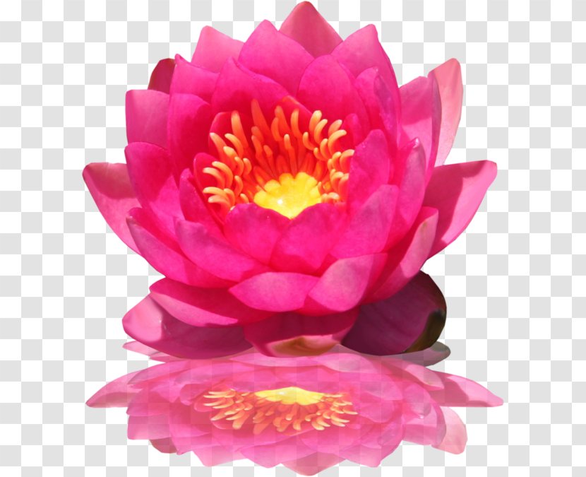 Pink Flowers Nelumbo Nucifera Clip Art - Proteales - Lotus Transparent PNG