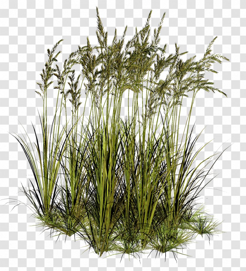 Herbaceous Plant PaintShop Pro Clip Art - Tree - Grass Transparent PNG
