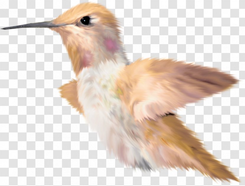 Bird Beak Kingfisher - Animal Transparent PNG