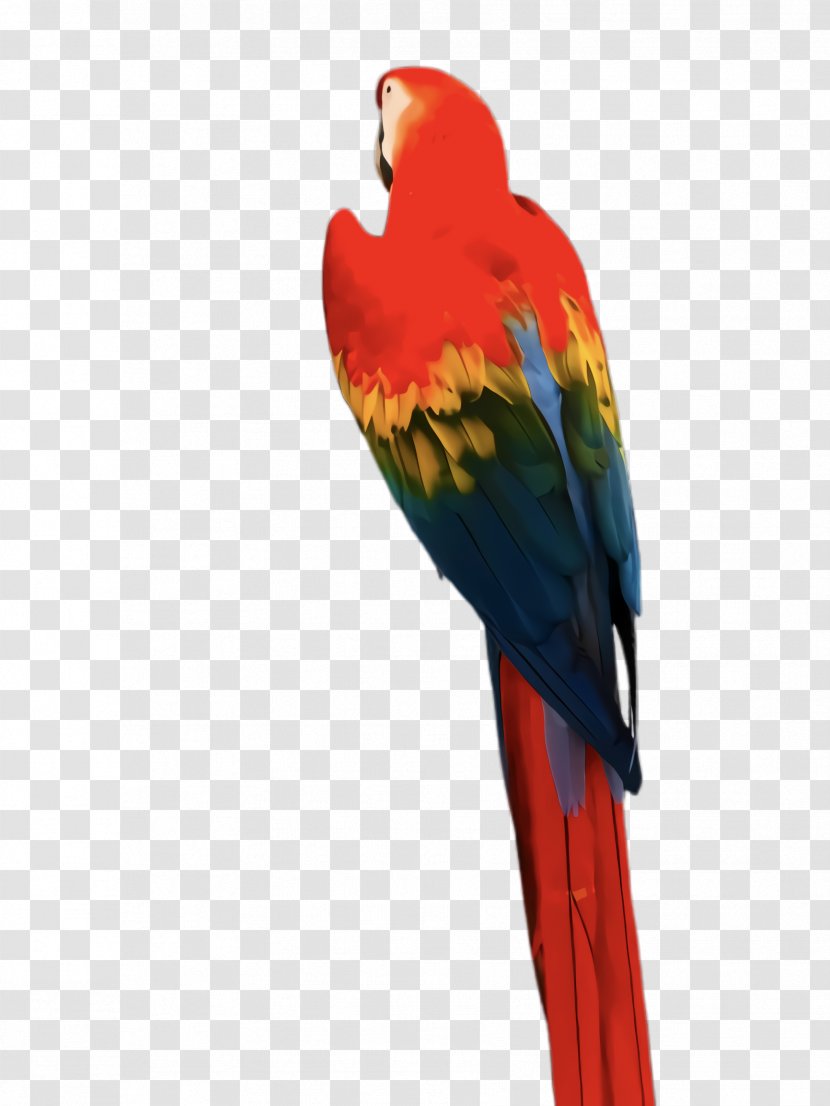 Colorful Background - Parrot - Lovebird Tail Transparent PNG