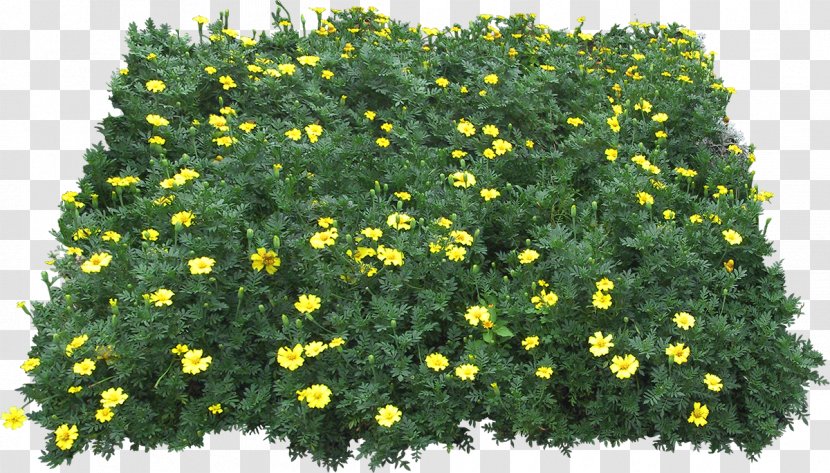 Yellow Green Flower Plant - Subshrub - Gazania Transparent PNG