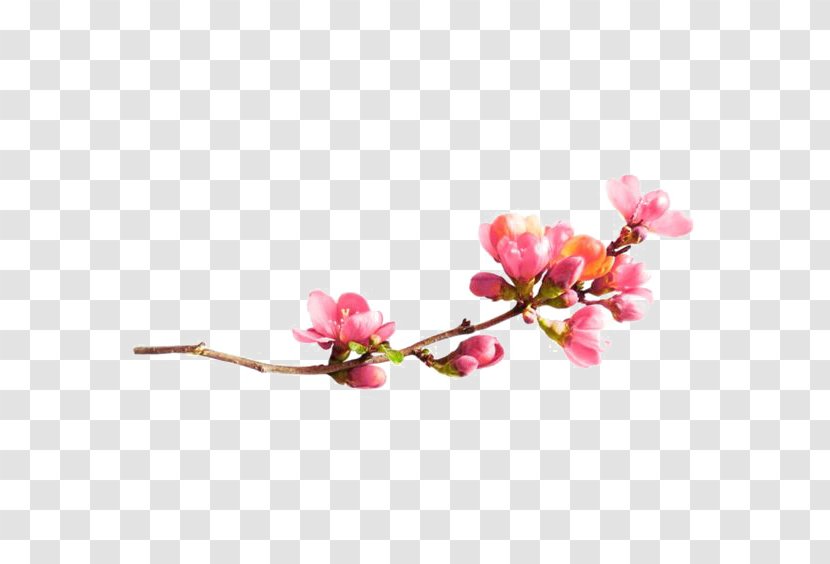 Plum Blossom Clip Art - Petal - Flower Transparent PNG