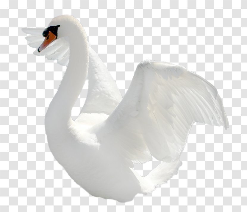 Cygnini Bird Clip Art - Duck - Goose Transparent PNG