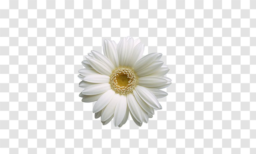 Flower Wallpaper - White Sunflower Transparent PNG