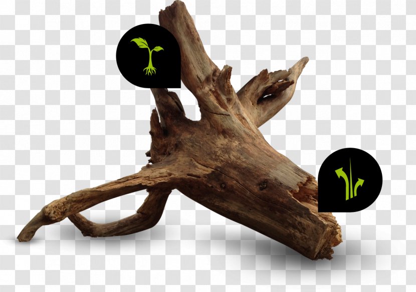 Wood /m/083vt Organism Transparent PNG