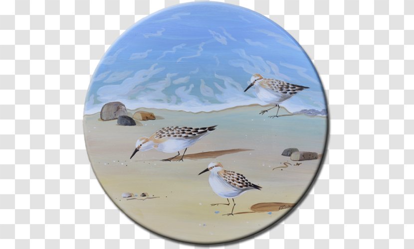 Bird Sandpiper Painting Oil Paint - Acrylic - Watercolor Transparent PNG