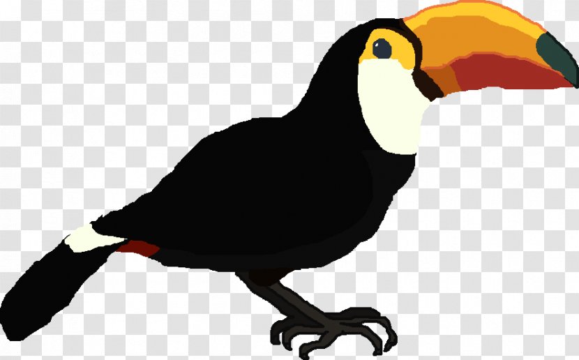 Bird Toucan Beak Piciformes Vulture - Animal Transparent PNG