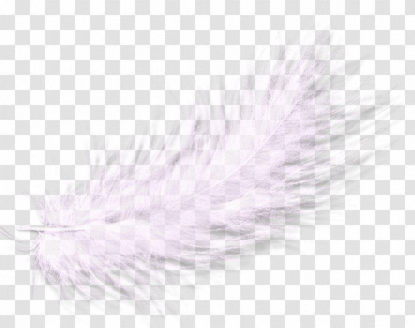 Feather - White - Material Free To Pull Transparent PNG