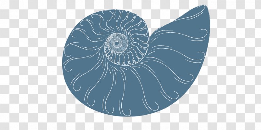 Invertebrate Nautiluses Spiral Circle Microsoft Azure - Massege Transparent PNG