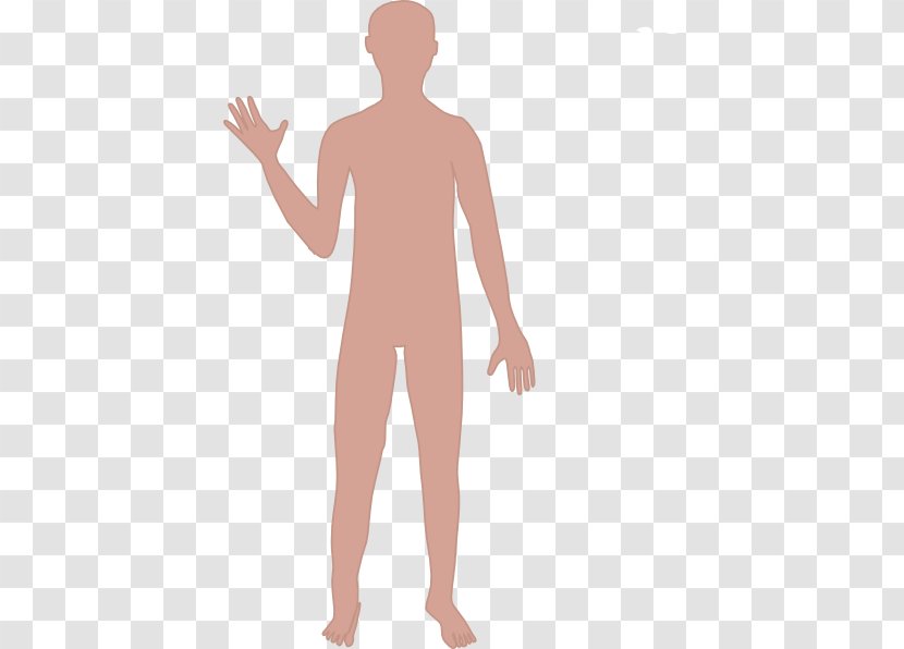 Human Body Cartoon Drawing Homo Sapiens Clip Art - Frame - Cliparts Transparent PNG