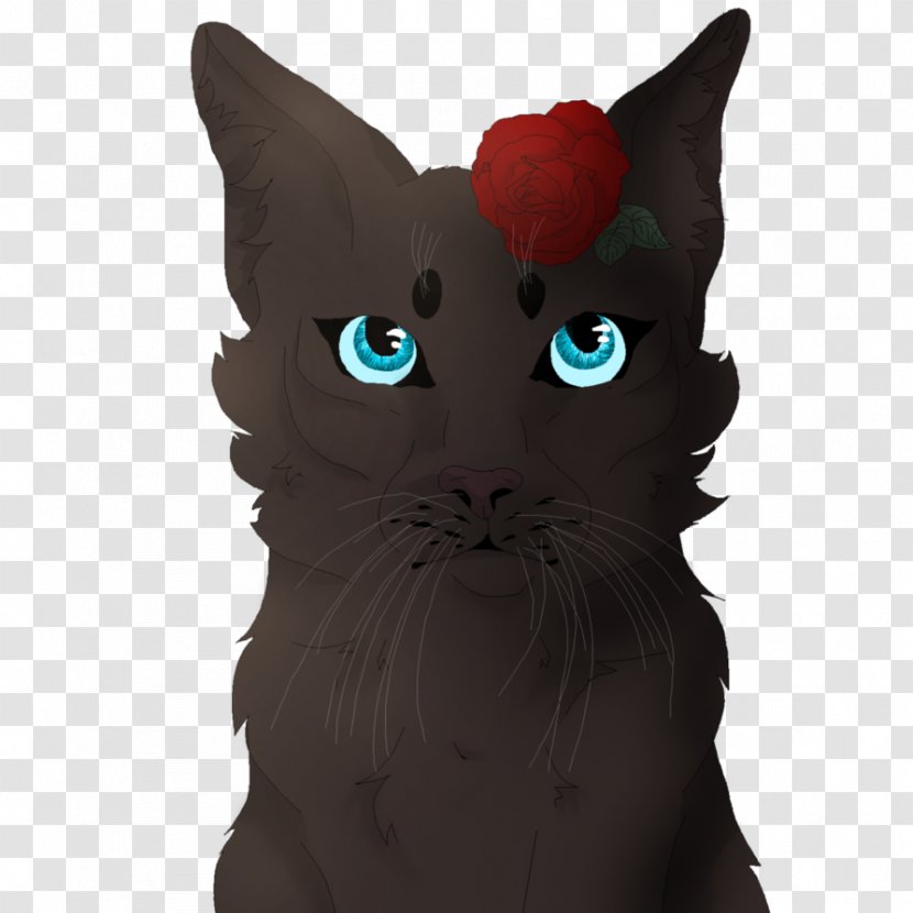 Whiskers Korat Kitten Domestic Short-haired Cat Black - Short Haired Transparent PNG