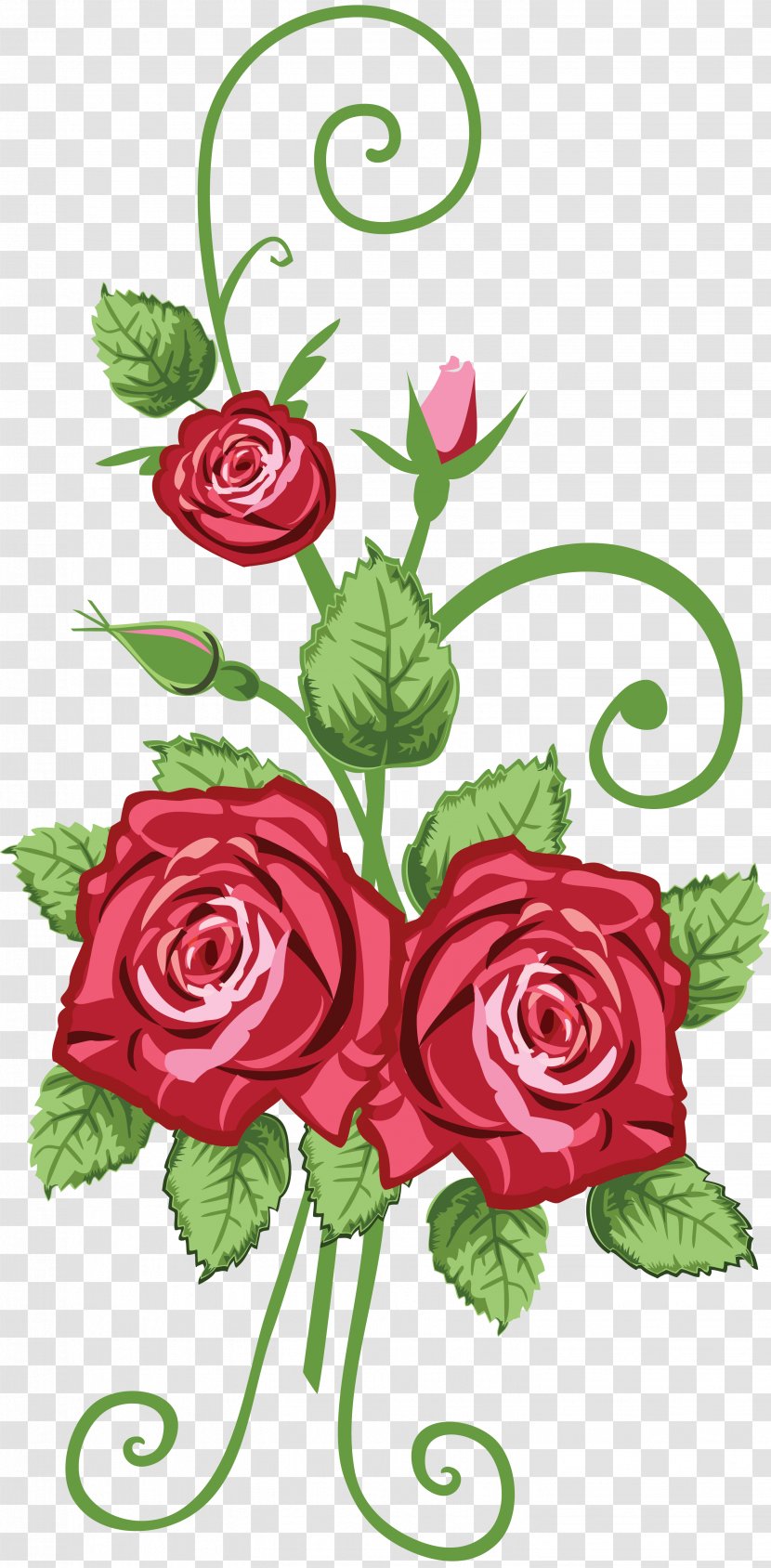 Rose Drawing Clip Art - Rosa Centifolia - Handpainted Flowers Transparent PNG