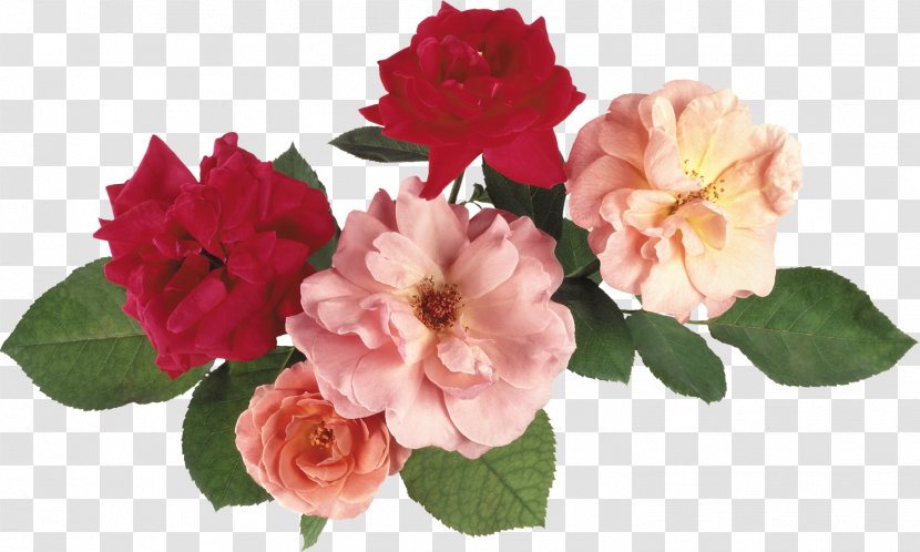 Cut Flowers Rose Artificial Flower - Pink Transparent PNG