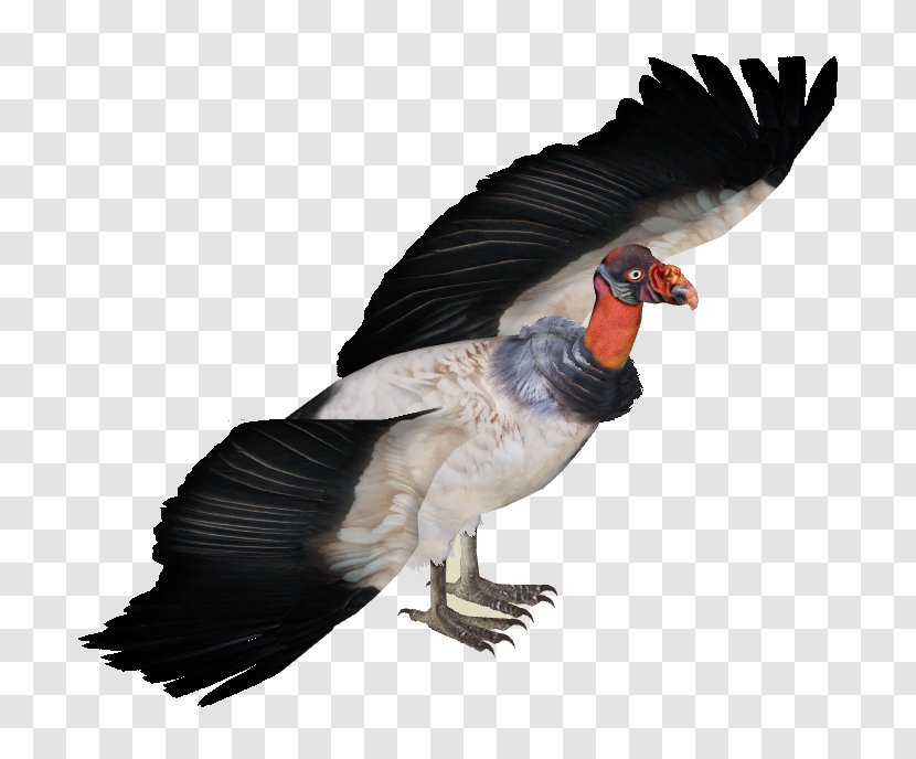 King Vulture Zoo Tycoon 2 Goose - Bird Transparent PNG