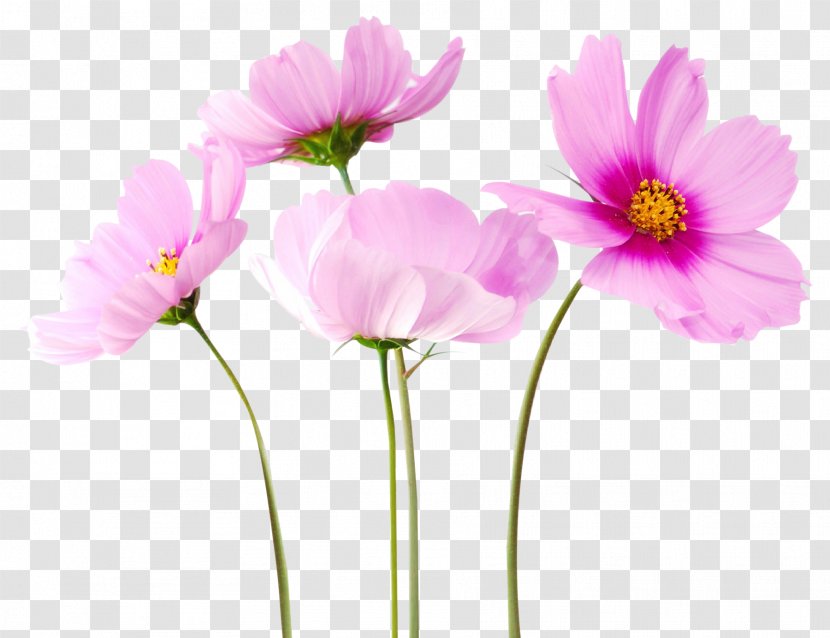 Flower Clip Art - Magenta - Cosmea Transparent PNG