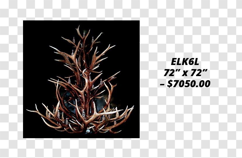 Elk Moose White-tailed Deer Antler Transparent PNG