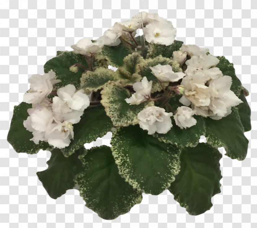 African Violet Society Of America Violets Annual Plant Flower - Lilac Transparent PNG