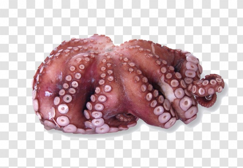 Common Octopus Cephalopod Owl Red - Purple - Fish Market Transparent PNG