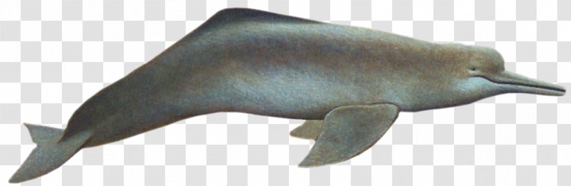 Tucuxi Dolphin Beak Wildlife Animal - Figure Transparent PNG
