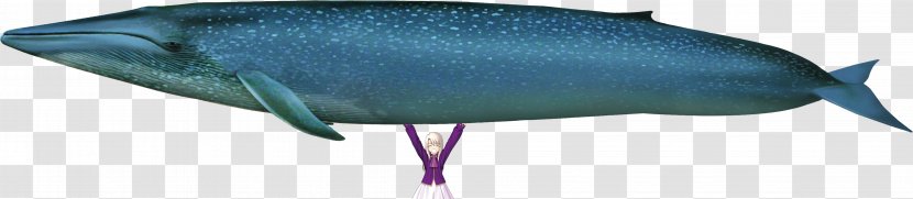 Blue Whale Fin Marine Mammal - Cute Transparent PNG