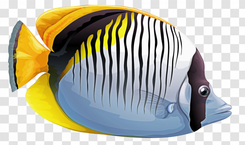Fish Pomacanthidae Holacanthus Yellow Butterflyfish Transparent PNG