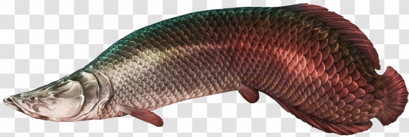 Predatoty Fins Pirarucu Tilapia Freshwater Fish Transparent PNG