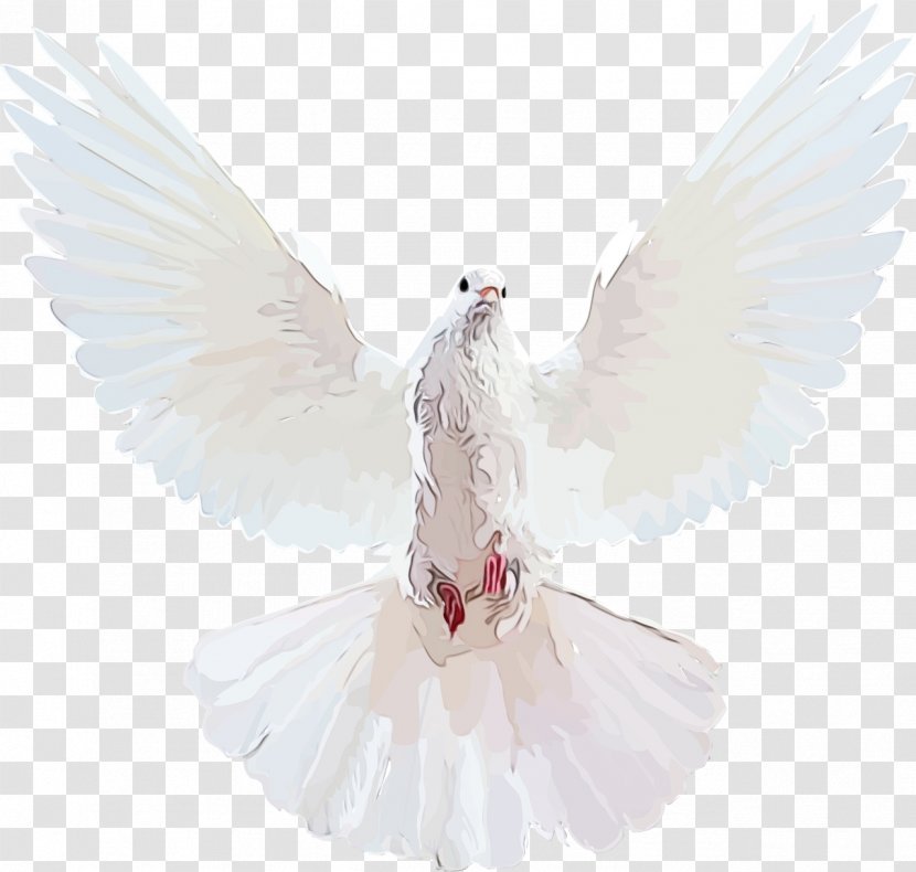 Angel Cartoon - Wing - Tail Transparent PNG