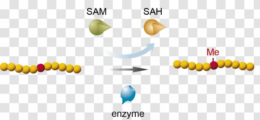 Methyltransferase Assay S-Adenosyl Methionine Methylation Lysine - Tracer Transparent PNG