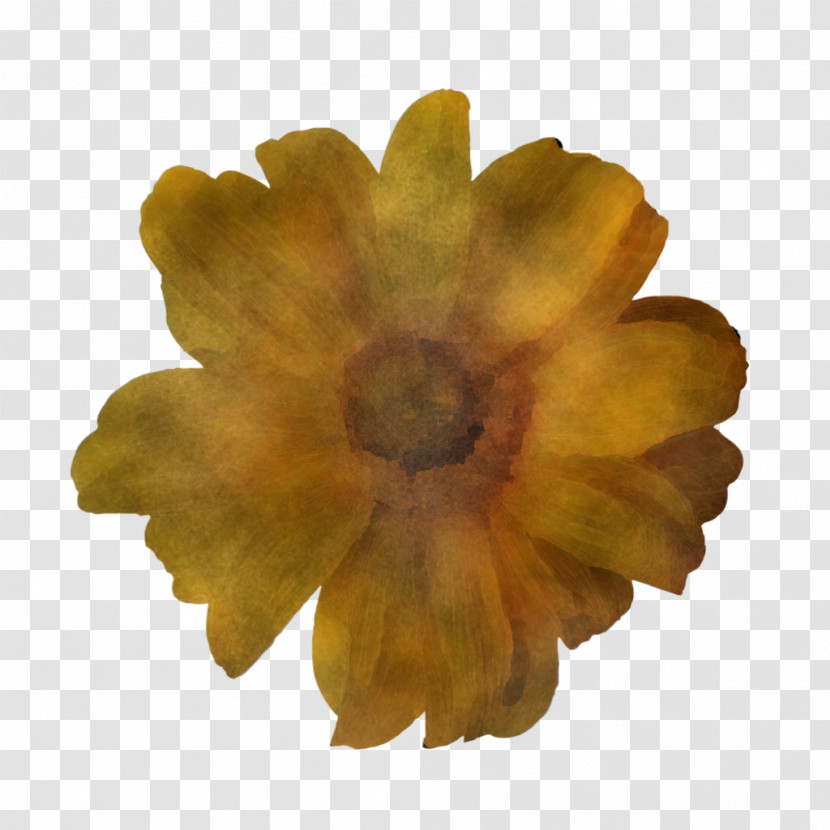 Flower Petal Chrysanthemum Yellow Pot Marigold Transparent PNG