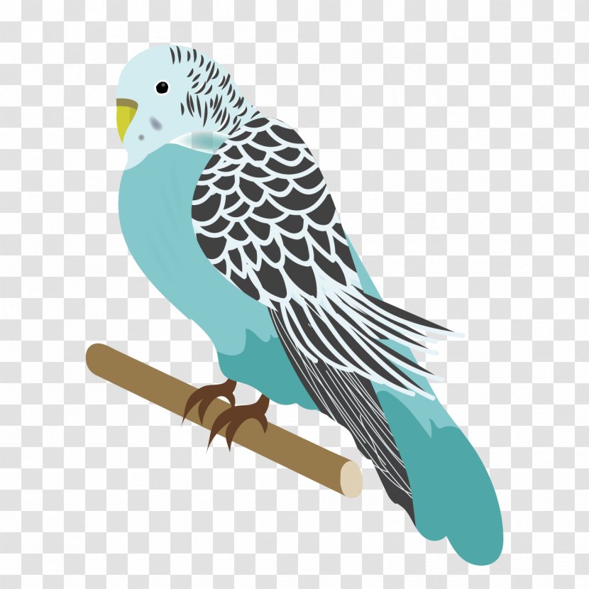 Budgerigar Bird Parrots Parakeet Illustration - Common Pet - Perico Transparent PNG