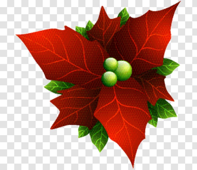 Holly Leaf - Plane Flowering Plant Transparent PNG