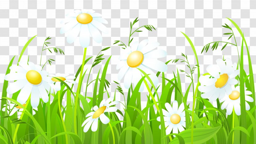Clip Art - Grass Family - White Flowers And Transparent Image Transparent PNG