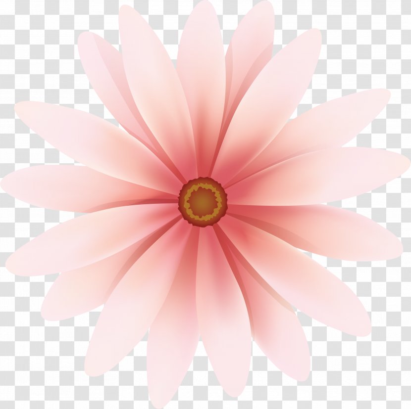 Flower Daisy Family Transvaal Common Dahlia - Peach - Barometer Transparent PNG