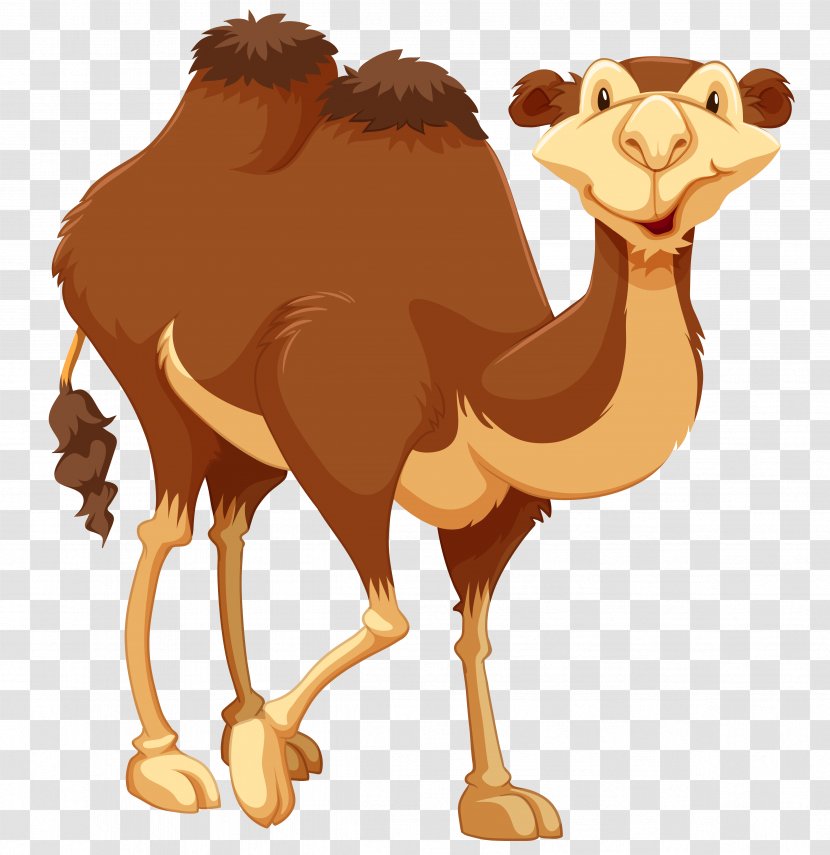 Camel Royalty-free Stock Photography Drawing - Snout - Camels Transparent PNG