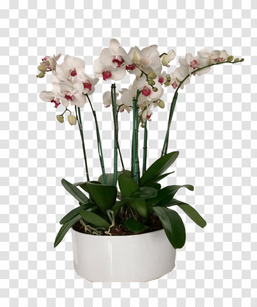 Moth Orchids Flowerpot Cut Flowers Artificial Flower - Pink Transparent PNG