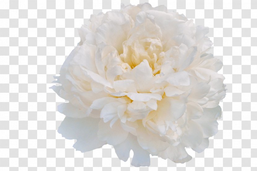 My Peony Society Cut Flowers Pink - Plant Transparent PNG