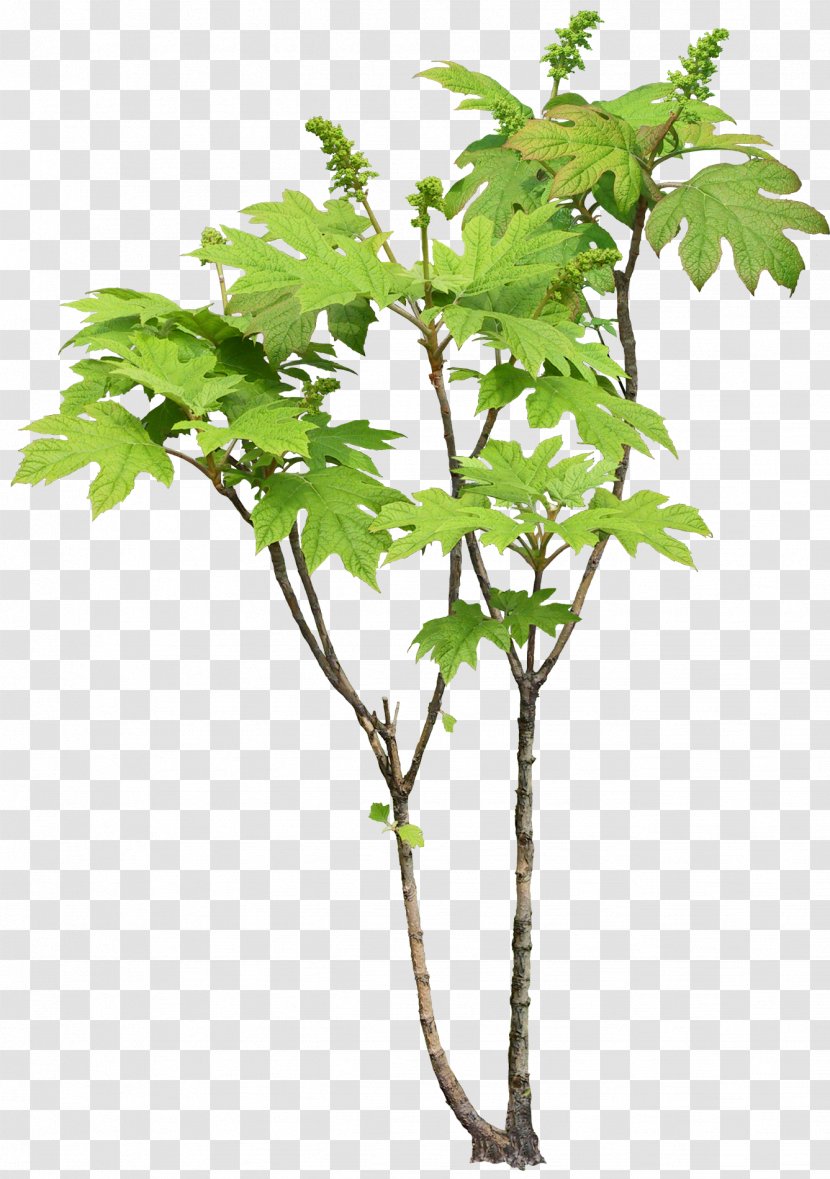 Tree Plant Leaf Branch - O Transparent PNG