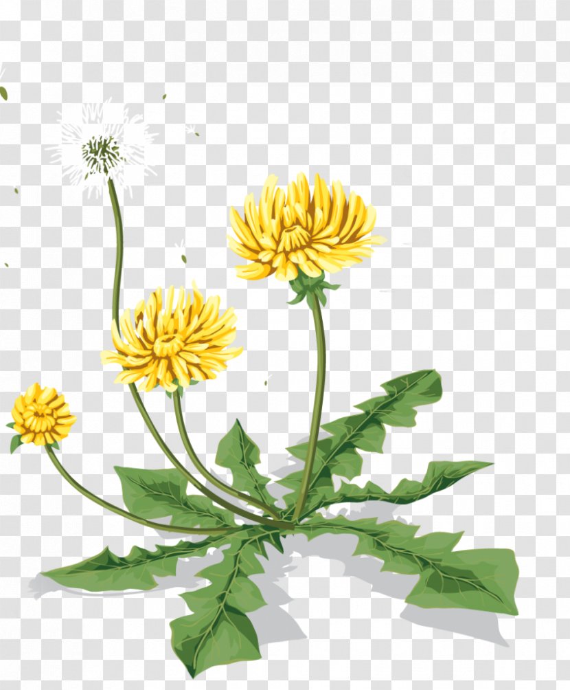 Dandelion Icon - Daisy Transparent PNG