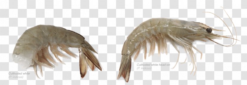 Feather Invertebrate Transparent PNG