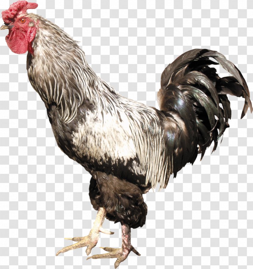 Chicken Rooster Clip Art - Coreldraw - Cock Transparent PNG