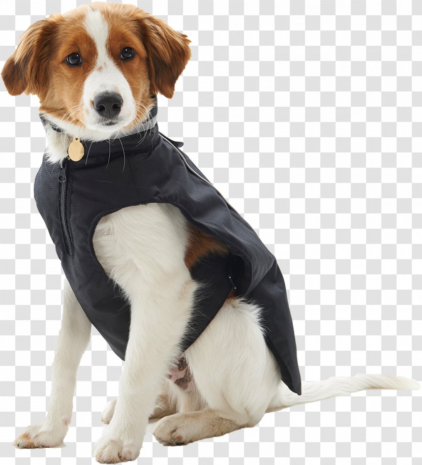 Beagle Maltipoo Bulldog Animal Canidae - Dog Breed - Black Pepper Transparent PNG