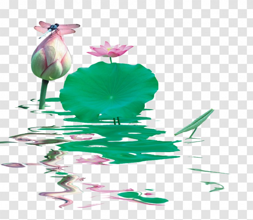 Snow Fungus Nelumbo Nucifera Pond Clip Art - Pink - Leaf Transparent PNG