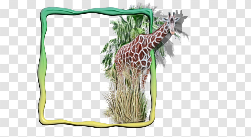 Giraffe Giraffe / M Wildlife Terrestrial Plant Giraffids Transparent PNG