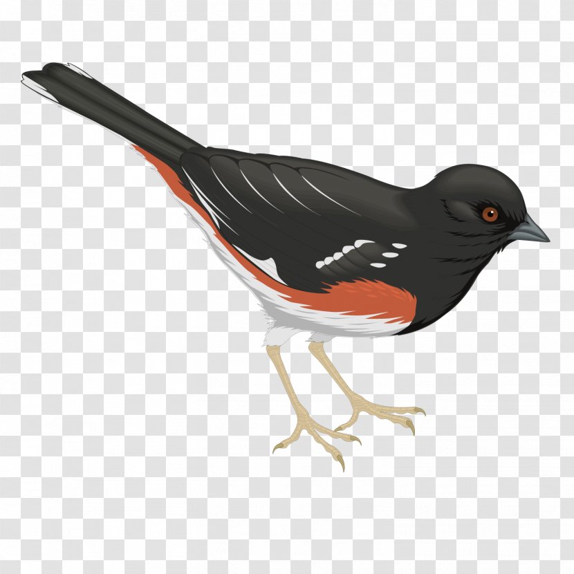 Bird Common Raven - Beak - Vector Black Transparent PNG