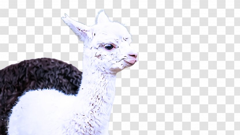 Llama - Livestock - Camelid Transparent PNG