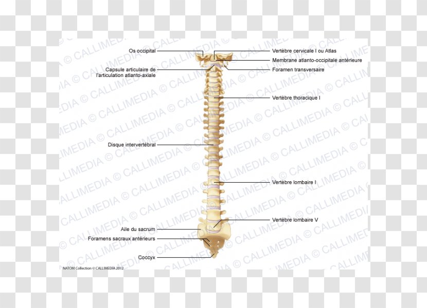 Line Angle - Joint Transparent PNG